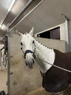 Te koop weidemaatje/wandelpaard, Dieren en Toebehoren, Paarden, Ruin, 165 tot 170 cm, Gechipt, 11 jaar of ouder