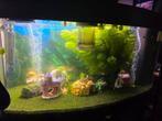juwel aquarium a vendre, Animaux & Accessoires, Poissons | Aquariums & Accessoires, Enlèvement