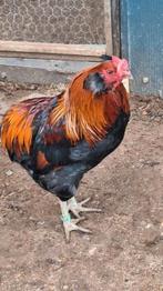 Araucana patrijs hanen, Dieren en Toebehoren