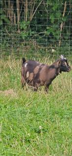 Prachtig Choco Tan Maanvlek Bokje VERKOCHT, Dieren en Toebehoren