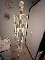 Anatomisch skelet, Ophalen, Zo goed als nieuw