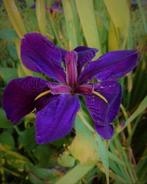 Iris voor vijver, mauve en geel, Tuin en Terras, Nieuw, Overige typen, Ophalen