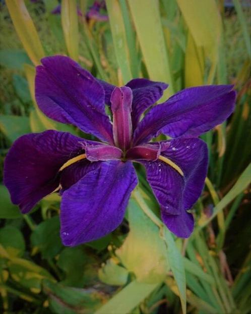 Iris pour étang, mauve et jaune jusqu’au 21/05, Jardin & Terrasse, Accessoires pour étangs, Neuf, Autres types