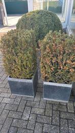 2 buxus in pot, Tuin en Terras, Ophalen, In pot