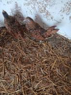 Sebright, Femelle, Poule ou poulet