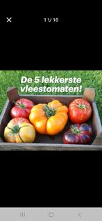 100% BİO tomatenplanten, veel verschillende soorten. 1 euro, Tuin en Terras, Planten | Tuinplanten, Ophalen of Verzenden