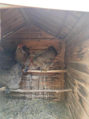 Poules Brahma, Divers, Enlèvement, Neuf