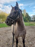 Konik paard, Dieren en Toebehoren, Paarden, Hengst, Onbeleerd, Gechipt, 3 tot 6 jaar