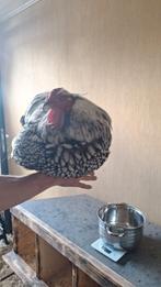 Broedeitjes mix te koop, Dieren en Toebehoren, Geslacht onbekend, Kip