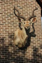 Opgezette hele grote kop afrikaanse Kudu, Verzamelen, Ophalen, Gebruikt, Wild dier, Gewei of Kop