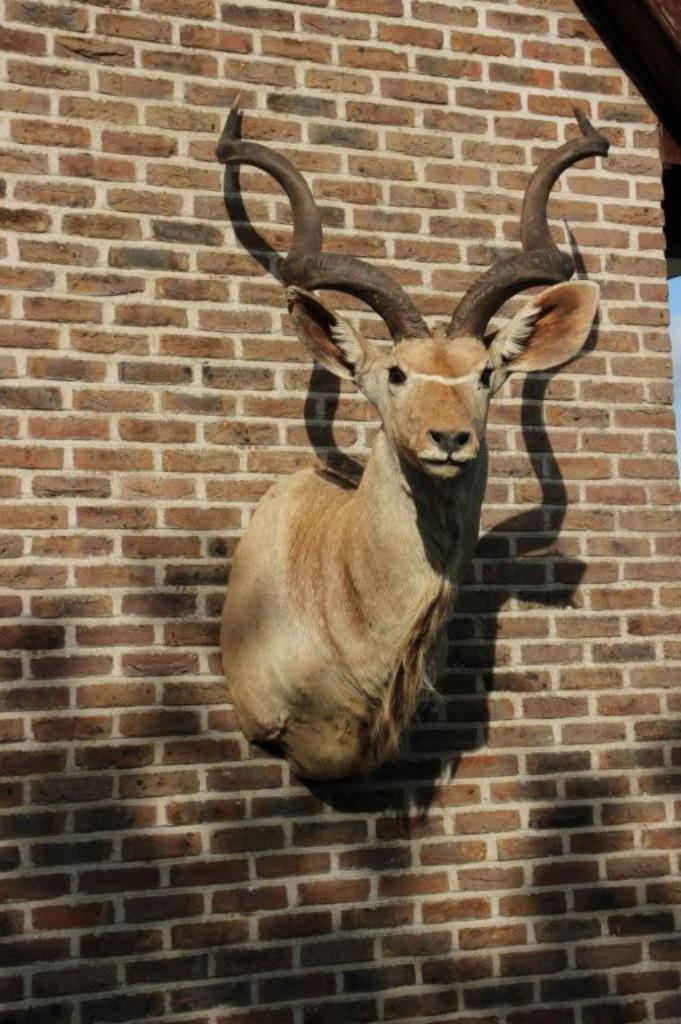 Opgezette hele grote kop afrikaanse Kudu, Verzamelen, Dierenverzamelingen, Gebruikt, Gewei of Kop, Wild dier, Ophalen