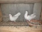 6 stuk bakina voor 50€, Animaux & Accessoires, Oiseaux | Pigeons