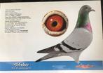 Te veel kwekers, Dieren en Toebehoren, Vogels | Duiven