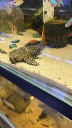 Te koop L600 12 a 15 cm, Dieren en Toebehoren, Vissen | Aquariumvissen