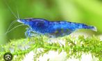 Neocaridina Blue velvet / Blue dream garnaaltjes, Dieren en Toebehoren, Vis