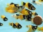 Platy bumblebee, Vis, Zoetwatervis, Schoolvis