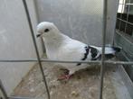 Gezocht een duivin Damacener, Dieren en Toebehoren, Vogels | Duiven, Vrouwelijk, Overige soorten