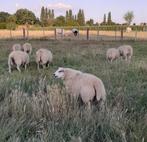 schapen, Dieren en Toebehoren, Mannelijk, Schaap, 0 tot 2 jaar