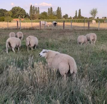 schapen, Mâle, Mouton, 0 à 2 ans