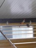 Vermiljoen kardinalen, Dieren en Toebehoren