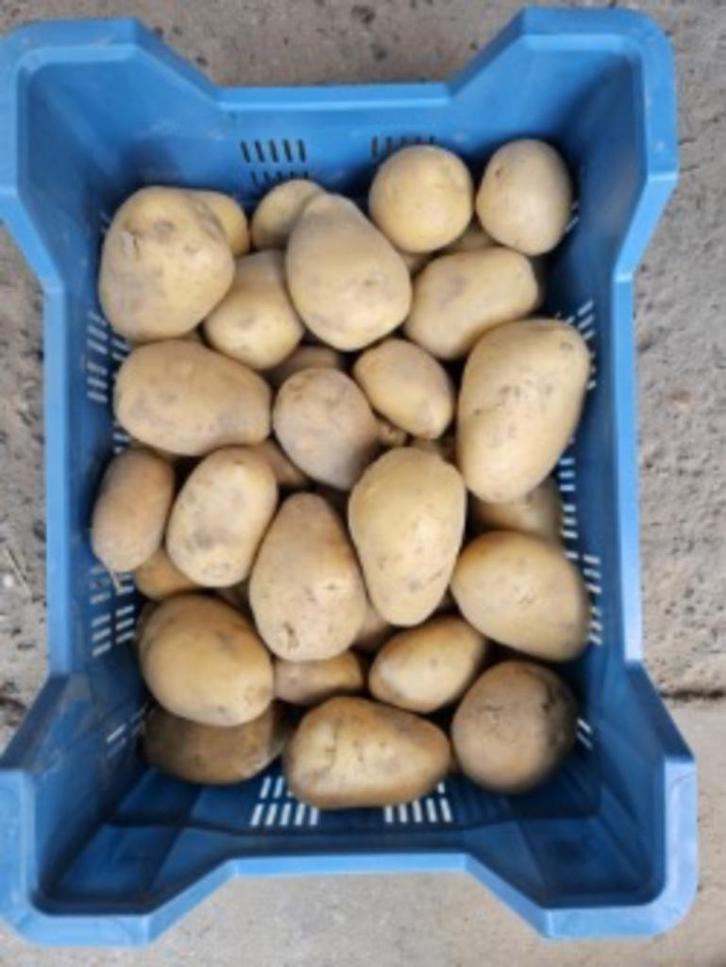 Nieuwe aardappelen, Zakelijke goederen, Landbouw | Aardappelen, Groenten, Fruit en Vlees, Ophalen