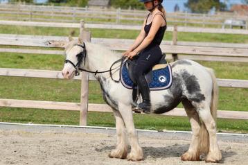 Joli poney Irish Cob coloré 