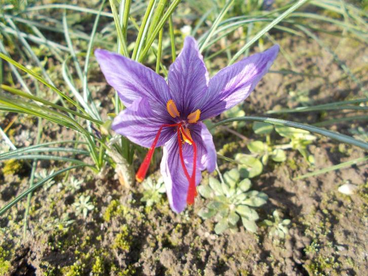 Saffraandraadjes te koop in Haacht gekweekt, Zakelijke goederen, Landbouw | Aardappelen, Groenten, Fruit en Vlees, Ophalen of Verzenden