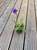 Verbena Rigida Venosa, Ophalen