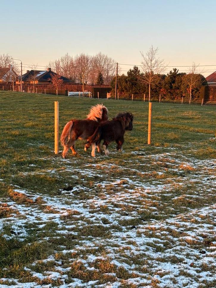 2 mini-shetlanders à vendre, Animaux & Accessoires, Poneys, Jument