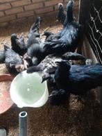 Ayam Cemani, Dieren en Toebehoren, Pluimvee