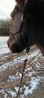 Recreatie /wandel paard gezocht, Dieren en Toebehoren, Paarden, Merrie