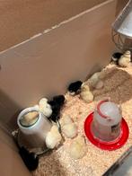 Kuikens australorp, Geslacht onbekend, Kip