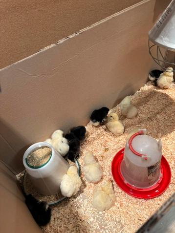 Kuikens australorp beschikbaar voor biedingen