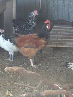 Vorwerk haan, Dieren en Toebehoren, Pluimvee