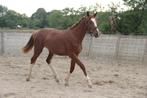 Super bewegende 2 jarige dressuur merrie, Merrie, Gechipt, Dressuurpaard, 0 tot 2 jaar