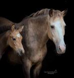 Valk hengstveulen uit Orchid’s Ceana x Kamaki de Blonde, Dieren en Toebehoren, Springpony, 0 tot 2 jaar, Hengst, Onbeleerd