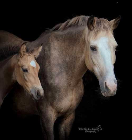 Valk hengstveulen uit Orchid’s Ceana x Kamaki de Blonde, Dieren en Toebehoren, Pony's, Hengst, Onbeleerd, D pony (1.37m tot 1.48m)