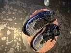 Basket Nike Lebron Jeams taille 36,5, Kinderen en Baby's, Kinderkleding | Schoenen en Sokken, Ophalen of Verzenden, Zo goed als nieuw