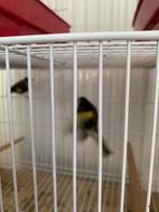 Femelles parva du maroc prêt pour la reproduction, Dieren en Toebehoren