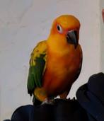 Soeil conure, Animaux & Accessoires, Oiseaux | Accessoires, Enlèvement ou Envoi