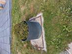 Buxus in pot, Tuin en Terras, Ophalen, Buxus