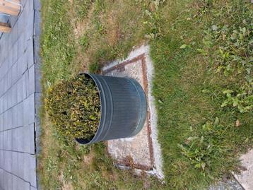 Buxus in pot beschikbaar voor biedingen
