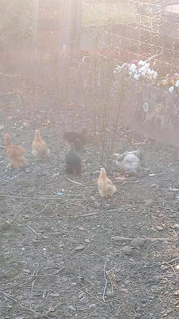Cochin kriel haantjes gratis, Dieren en Toebehoren, Pluimvee