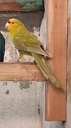 GVH Kakariki BronzeFallow Man 2025, Mannelijk, Parkiet, Geringd