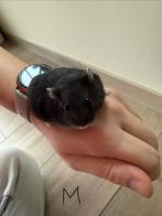 Russische dwerghamsters, Dieren en Toebehoren, Knaagdieren, December