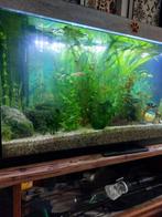 aquarium  80l-35b-40d, Ophalen, Gebruikt, Leeg aquarium