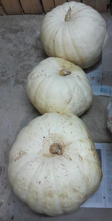 Potimarrons blancs bio à chair ferme de couleur orange beschikbaar voor biedingen