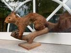 Opgezette eekhoorn Taxidermie, Ophalen