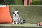 Prachtige Mops pups, België, Overige rassen, CDV (hondenziekte), 8 tot 15 weken