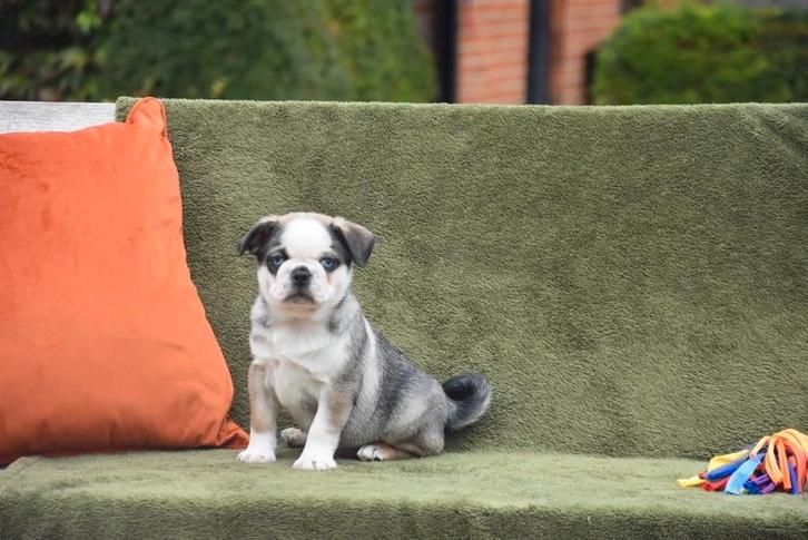Prachtige Mops pups, Dieren en Toebehoren, Honden | Bulldogs, Pinschers en Molossers, Meerdere dieren, Overige rassen, Fokker | Professioneel